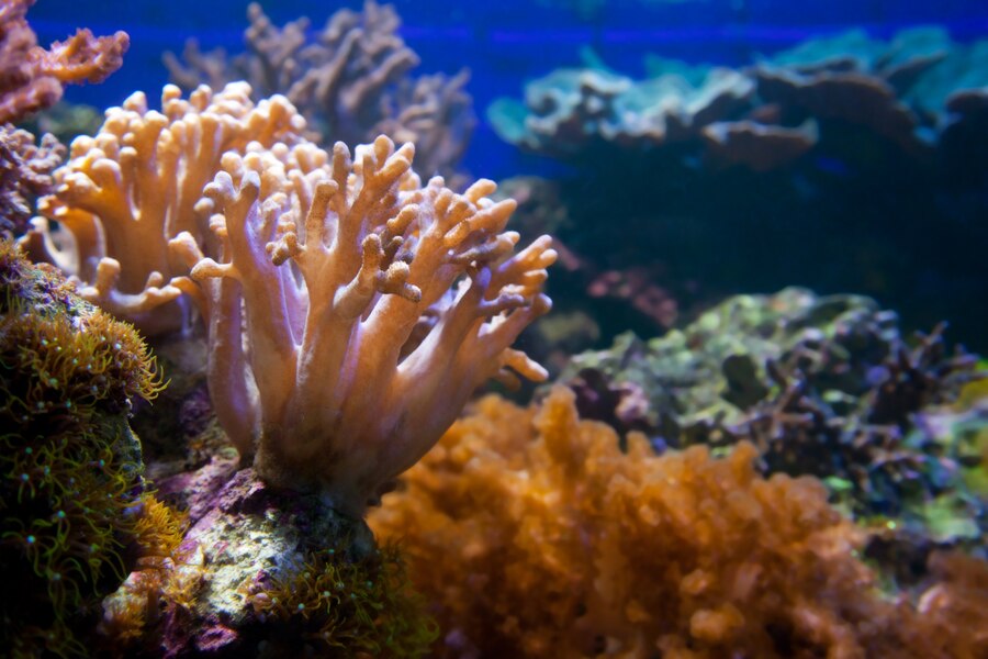 Conserving coral reefs: Why it matters?