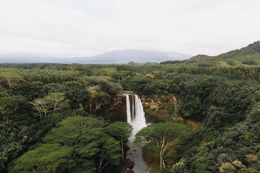 Deforestation in the Amazon: Causes and solutions