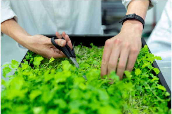Indoor greenhouse: What should a complete starter kit include?
